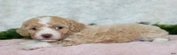 Bichpoo dogs for sale: Bichpoo 4 - Ad 4