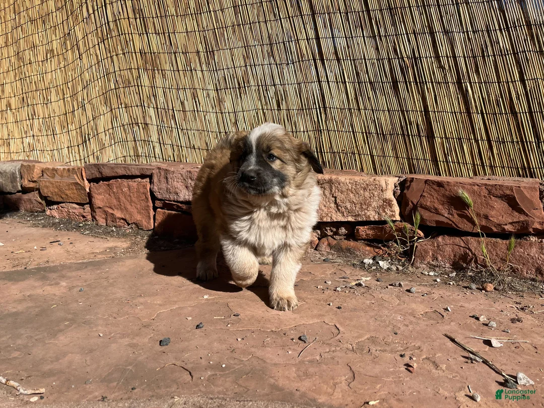 Mixed Breed dogs for sale: Luna - Ad 1