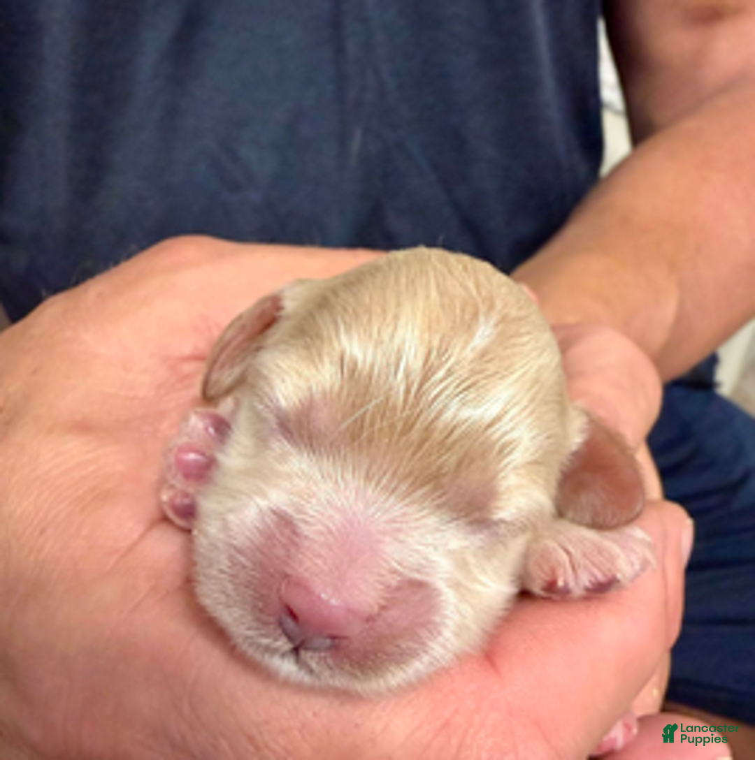 Cockapoo dogs for sale: Bianca B2 - Ad 1