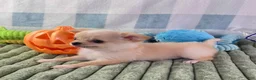 Chihuahua dogs for sale: Liam - Ad 15