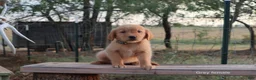 Golden Retriever dogs for sale: Lexi - Ad 1