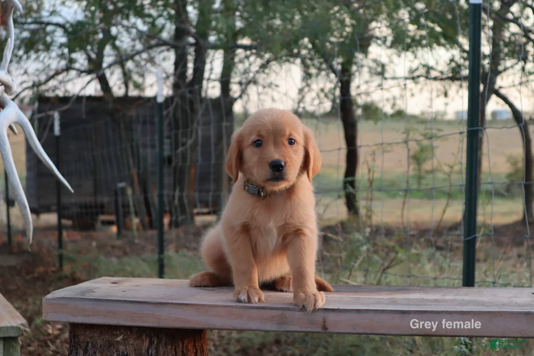 Golden Retriever dogs for sale: Lexi - Ad 1
