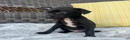 Chihuahua dogs for sale: Dylan - Ad 2