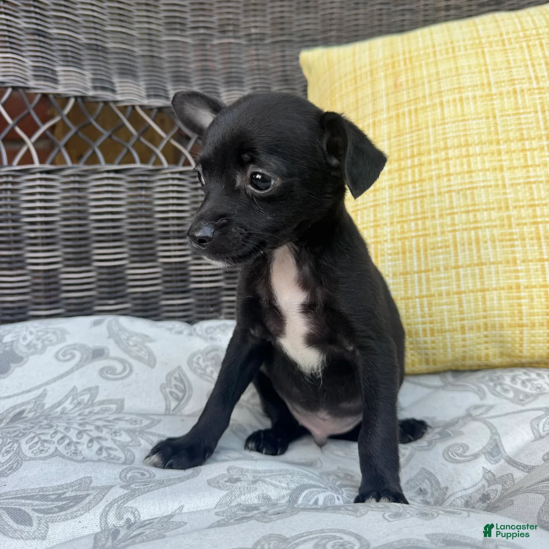 Chihuahua dogs for sale: Dylan - Ad 2