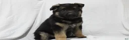 German Shepherd dogs for sale: Ellie  - Ad 3