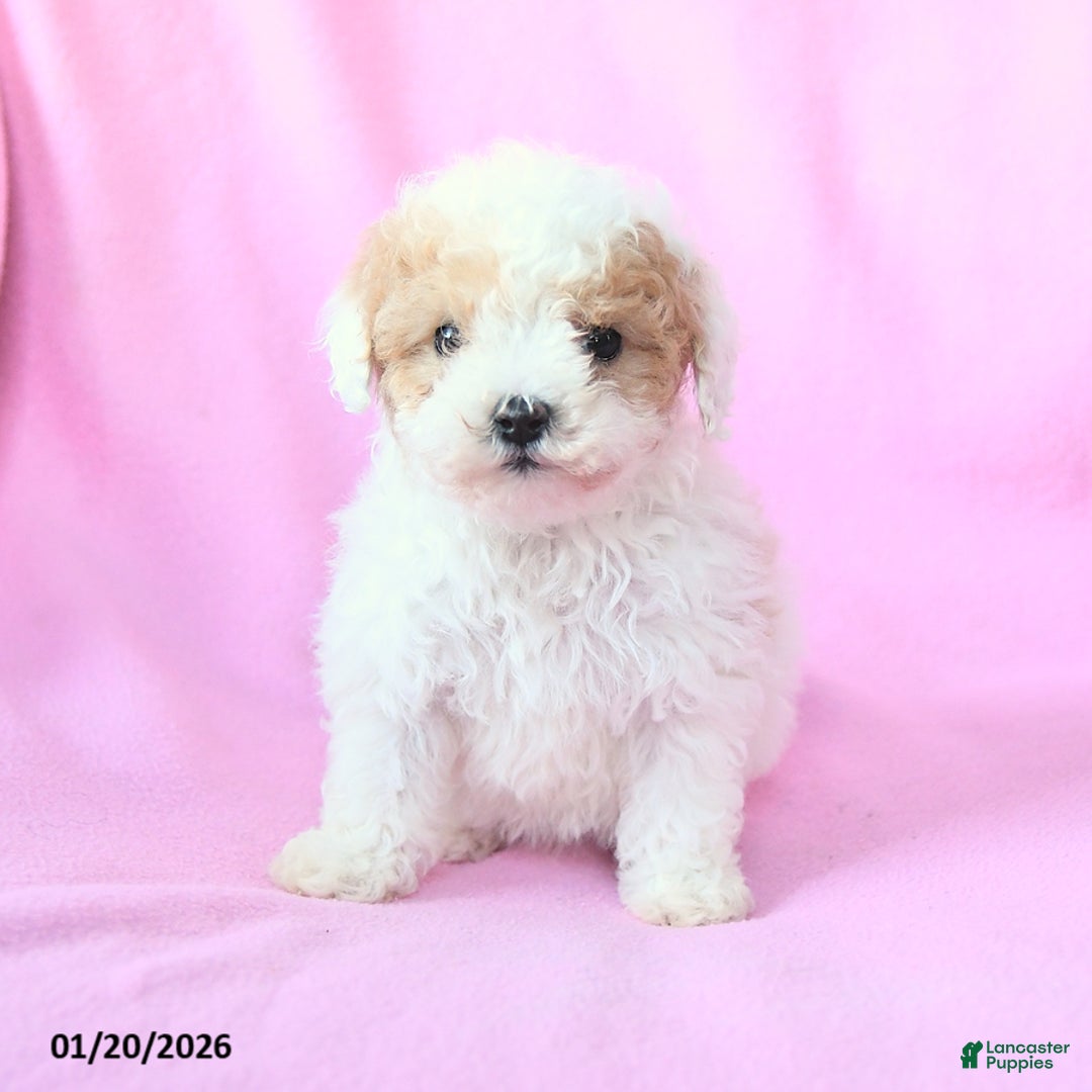 Toy Poodle dogs for sale: Oscar - Ad 5