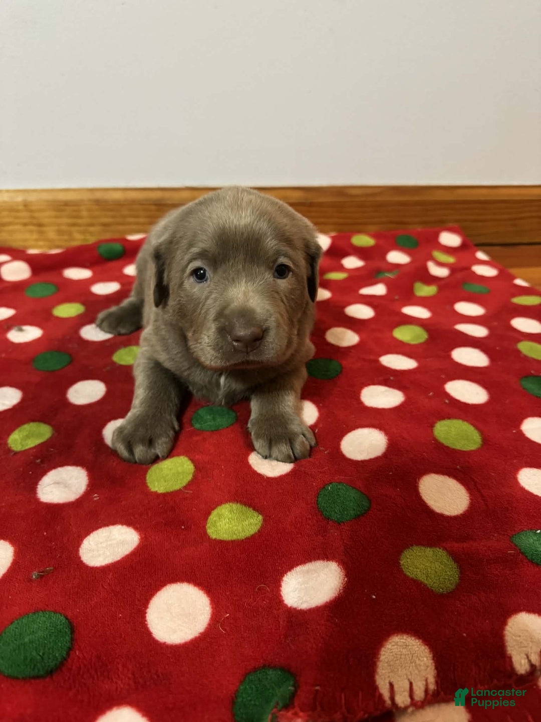 Labrador Retriever dogs for sale: Noel - Ad 6