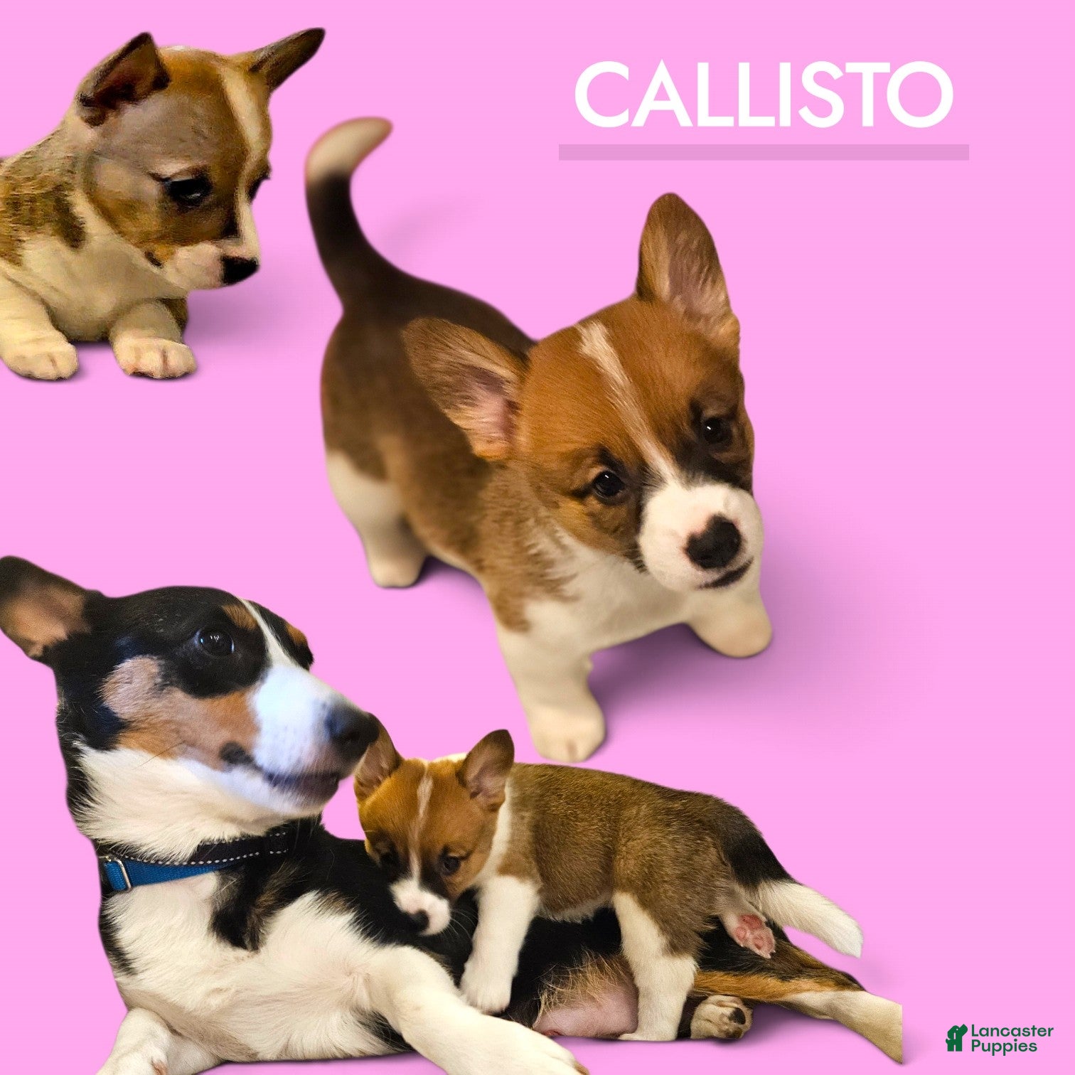 Mixed Breed dogs Callisto - Ad 1