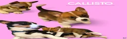 Mixed Breed dogs for sale: Callisto - Ad 13