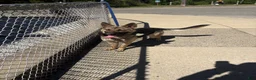 German Shepherd dogs for sale: German Shepherd 5 - Ad 3