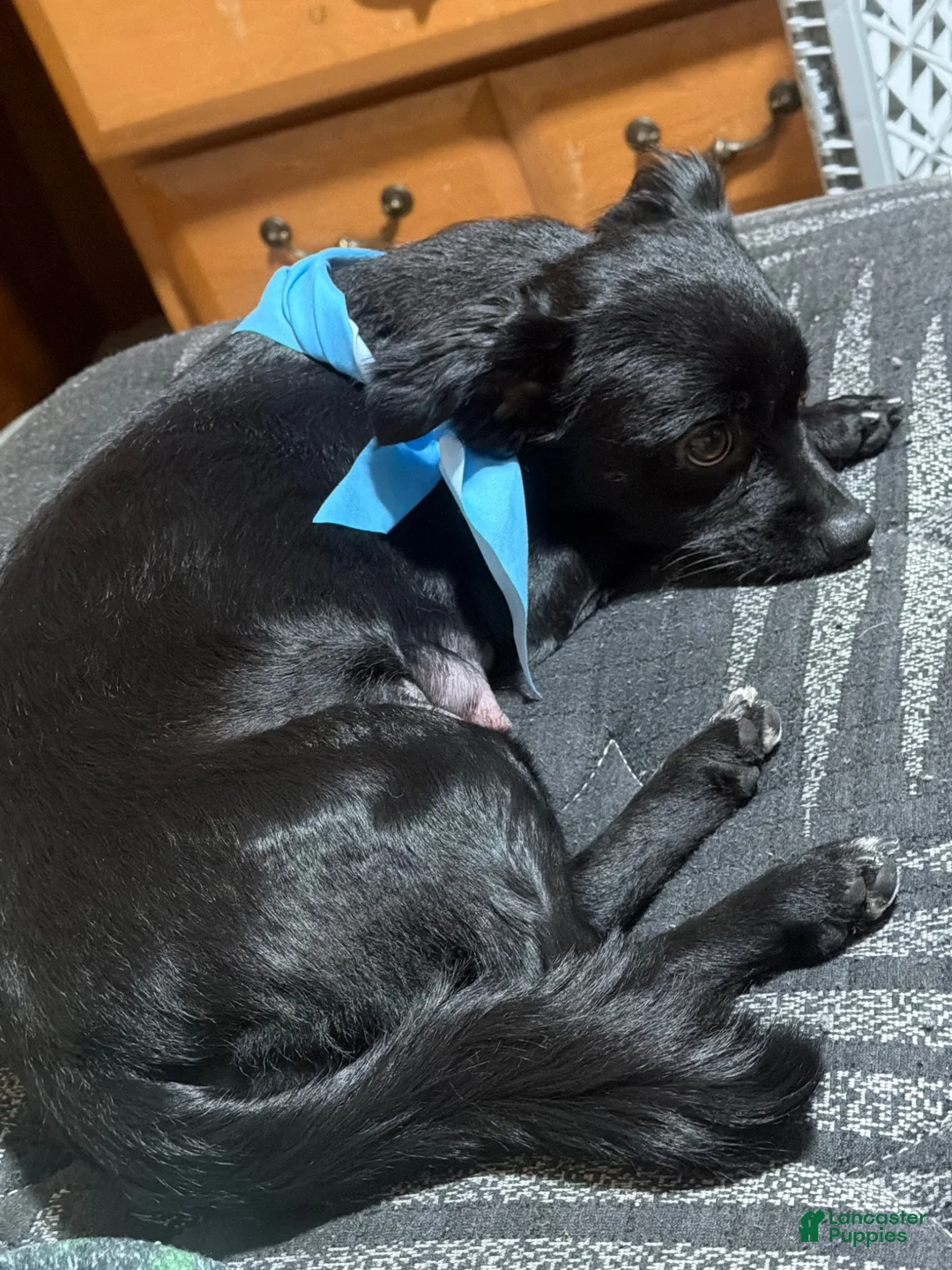 Mixed Breed dogs for sale: Paris - Ad 2