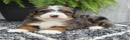 Mini Bernedoodle dogs for sale: Mini Jett - Ad 19