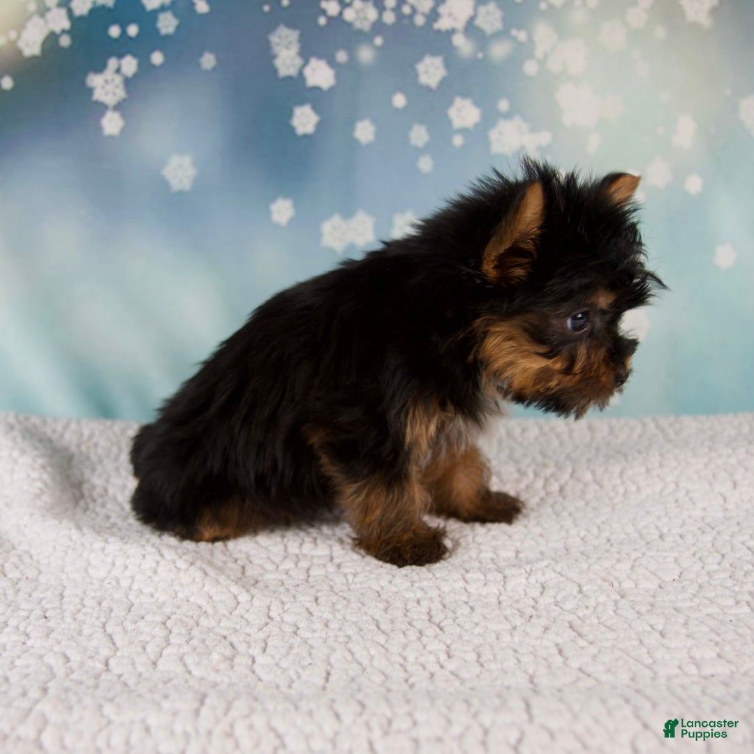 Yorkshire Terrier dogs for sale: Heidi - Ad 5