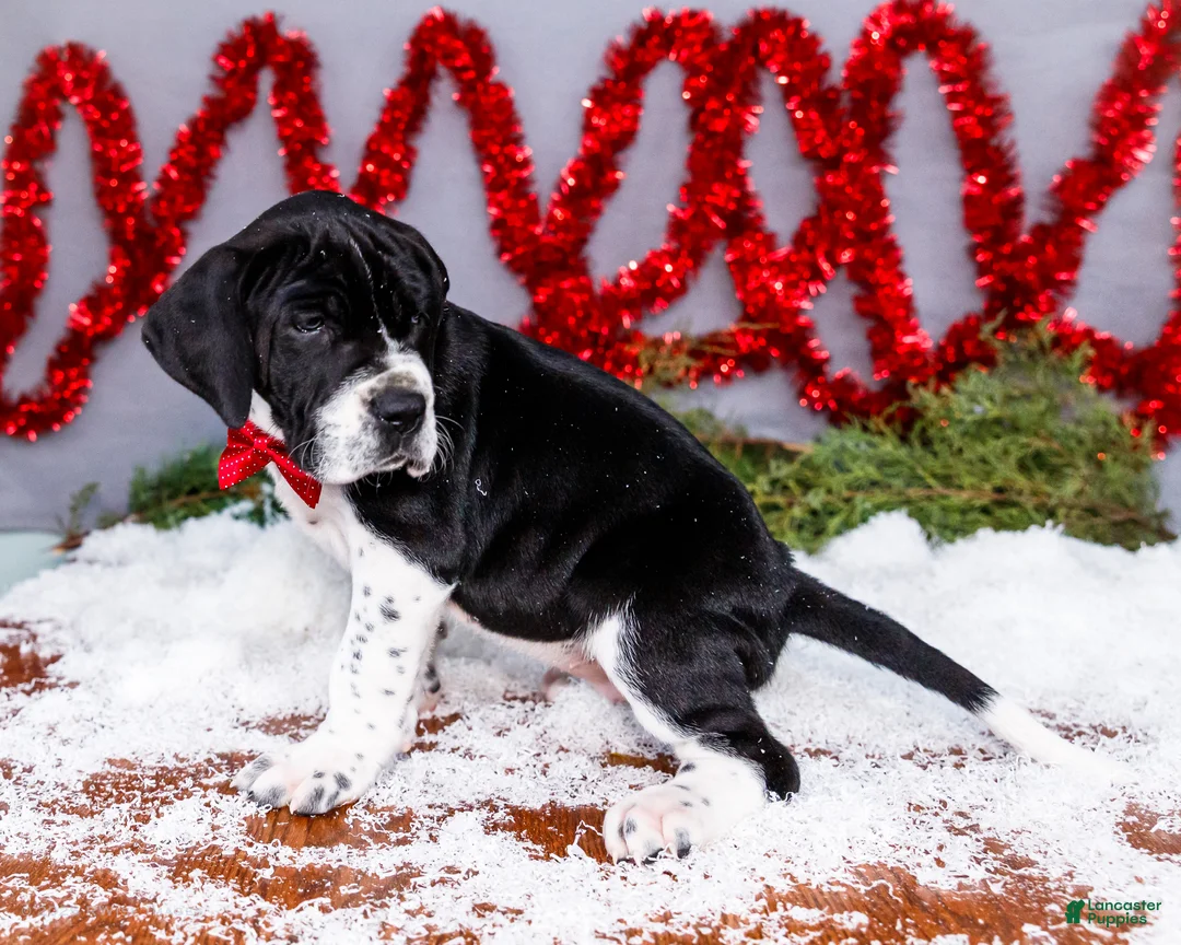 Great Dane dogs for sale: Cookie - Ad 15