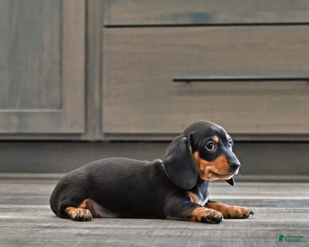 Miniature Dachshund dogs for sale: Buddy - Ad 2
