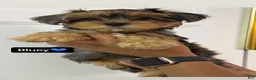 Morkie dogs for sale: Bluey - Ad 1