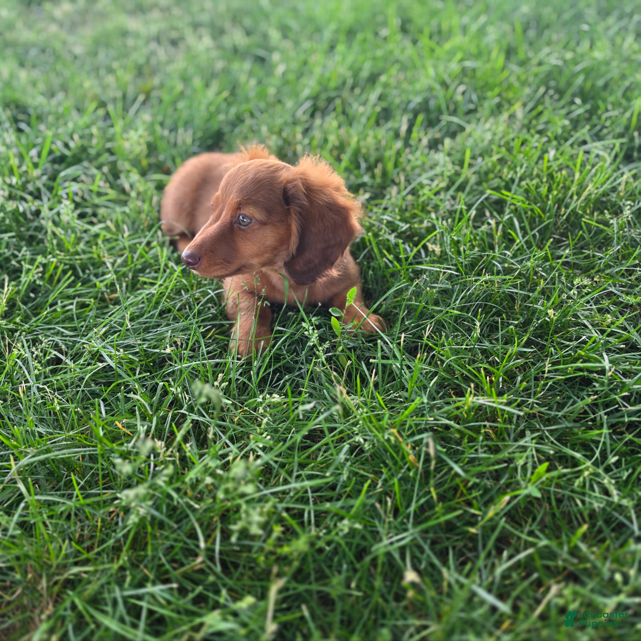 Miniature Dachshund dogs Max - Ad 2