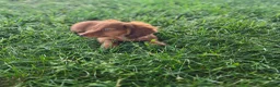 Miniature Dachshund dogs for sale: Max - Ad 2