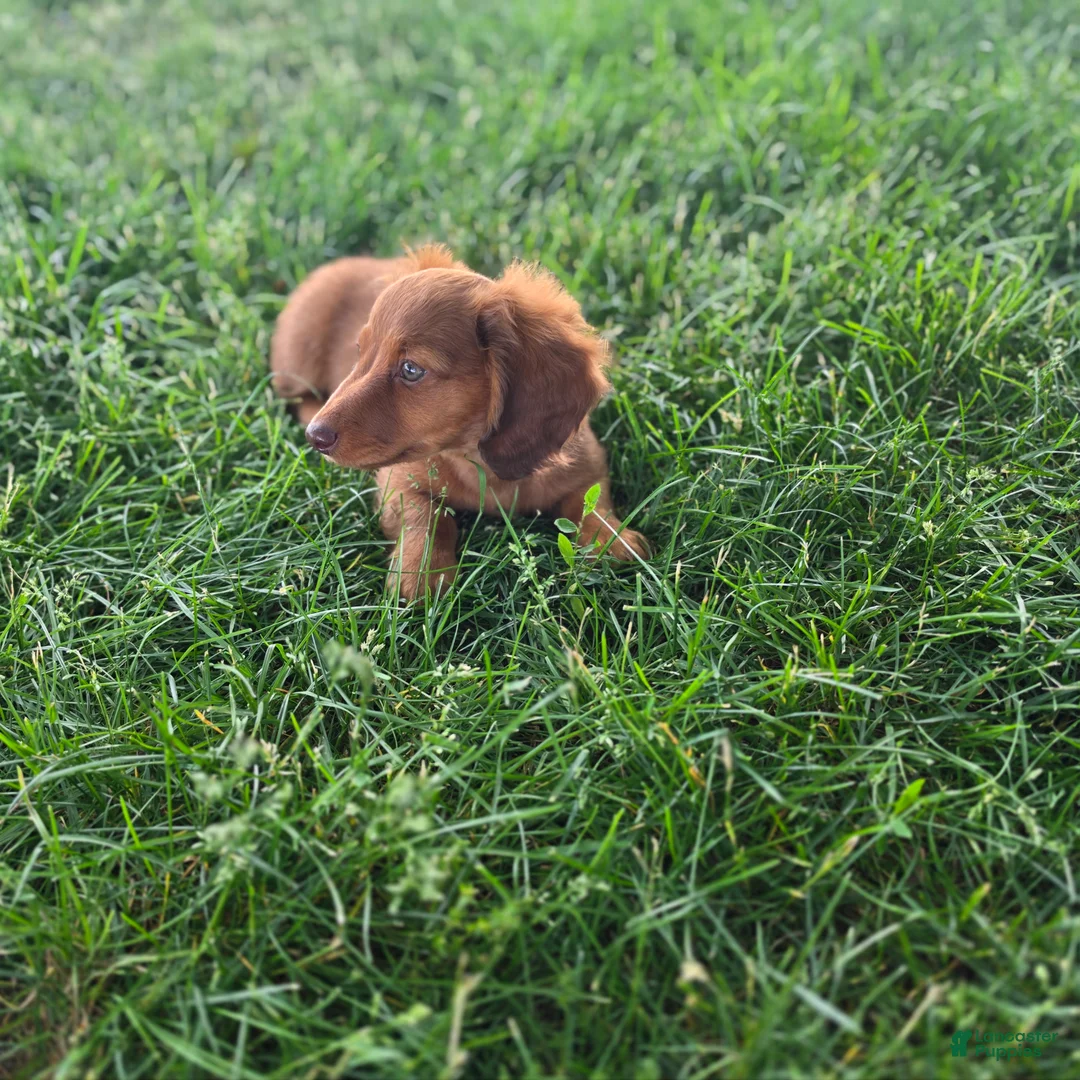 Miniature Dachshund dogs for sale: Max - Ad 2