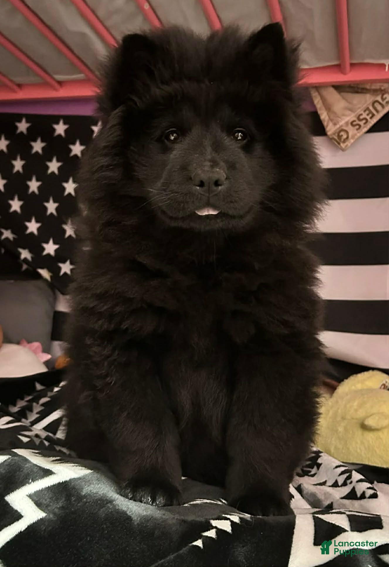 Chow Chow dogs Joyce - Ad 1