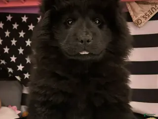 Chow Chow dogs Joyce - Ad 6