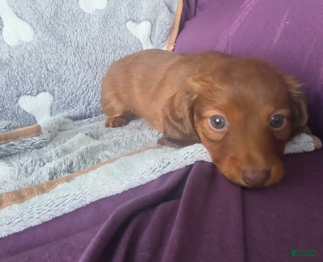 Miniature Dachshund dogs for sale: Max - Ad 2