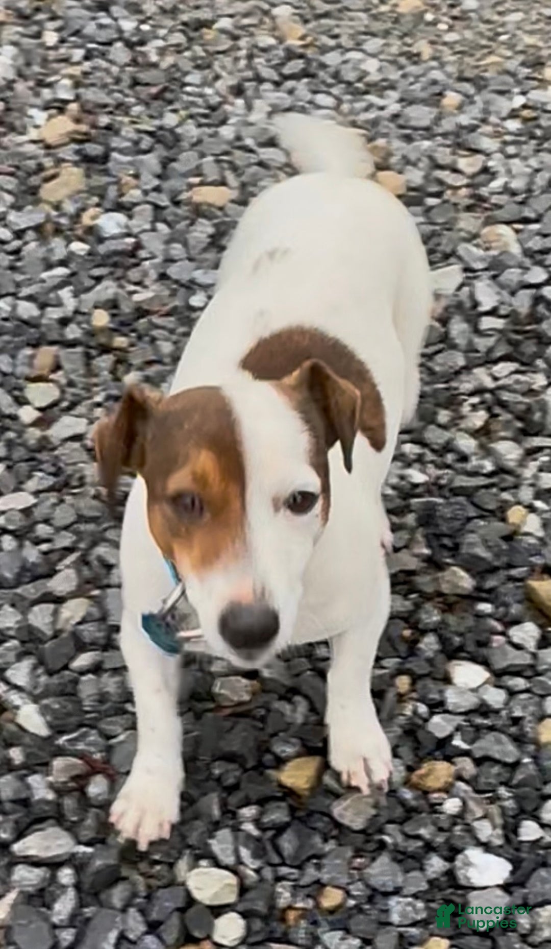 Jack Russell Terrier dogs for sale: Biscuit - Ad 4