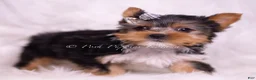 Yorkshire Terrier dogs for sale: Mookie - Ad 3