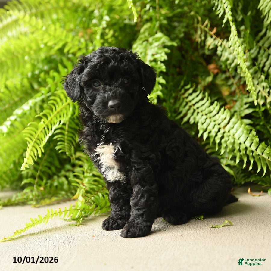 Mini Aussiedoodle dogs Athena - Ad 2