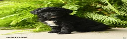 Mini Aussiedoodle dogs for sale: Athena - Ad 2