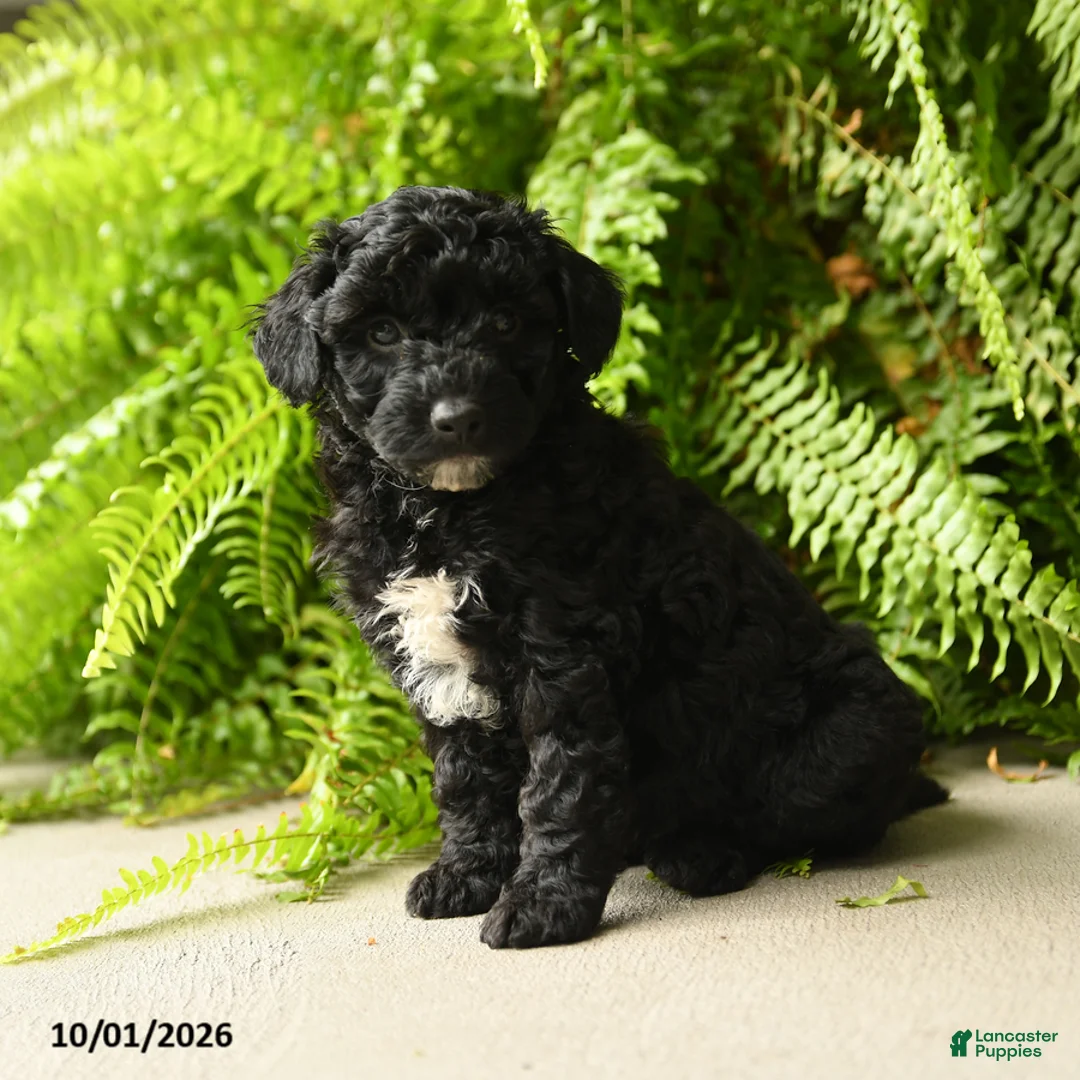 Mini Aussiedoodle dogs for sale: Athena - Ad 2