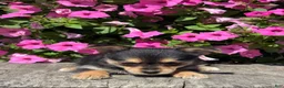 Mixed Breed dogs for sale: Leonora - Ad 3