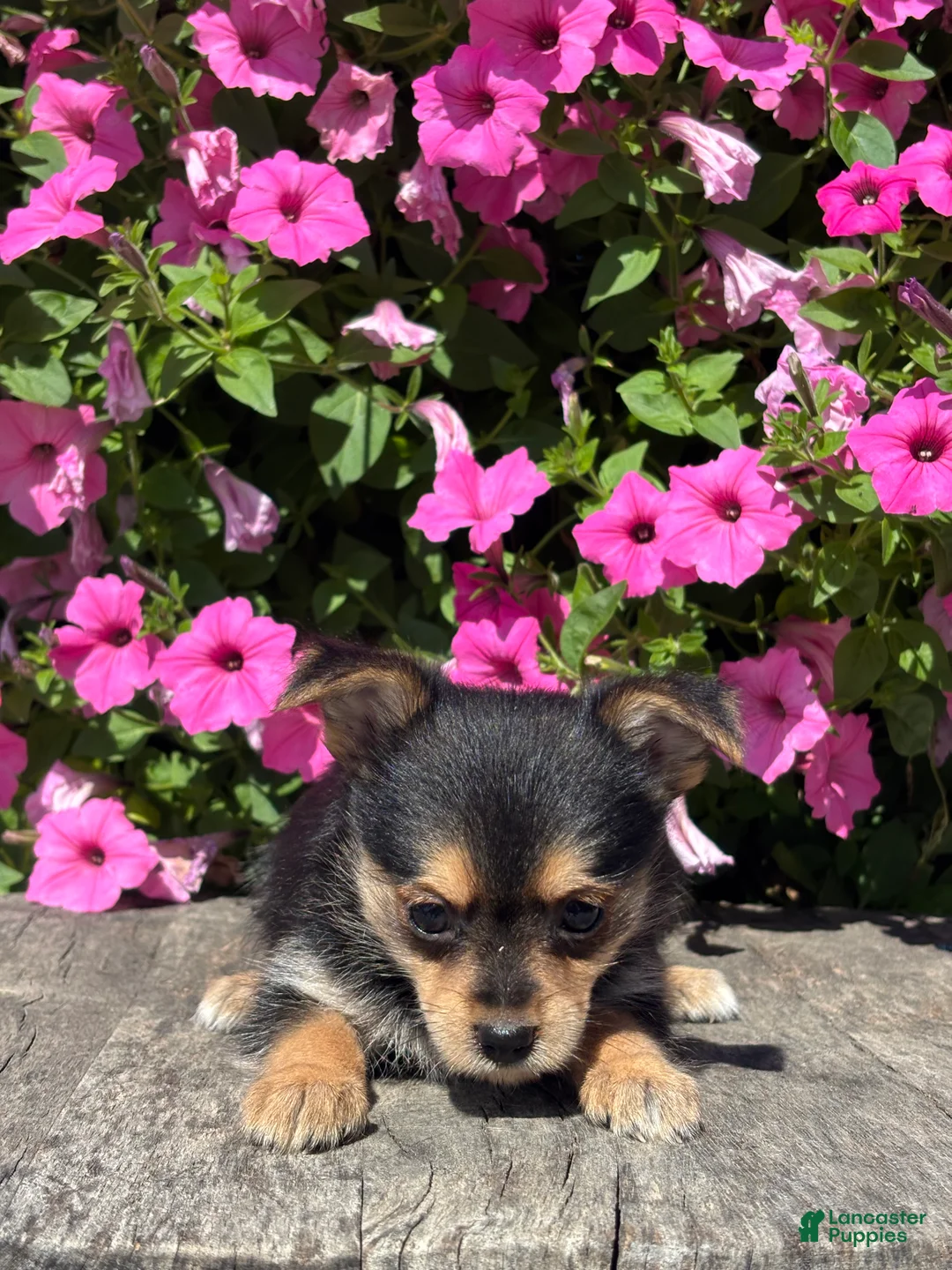 Mixed Breed dogs for sale: Leonora - Ad 3