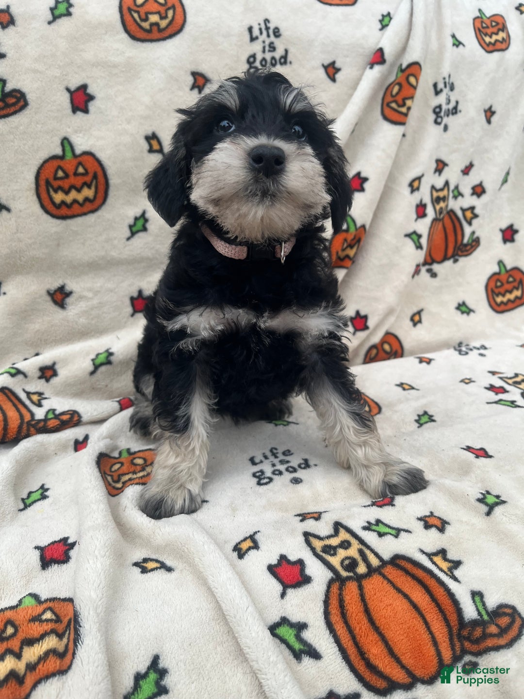 Miniature Schnauzer dogs for sale: Kali - Ad 2