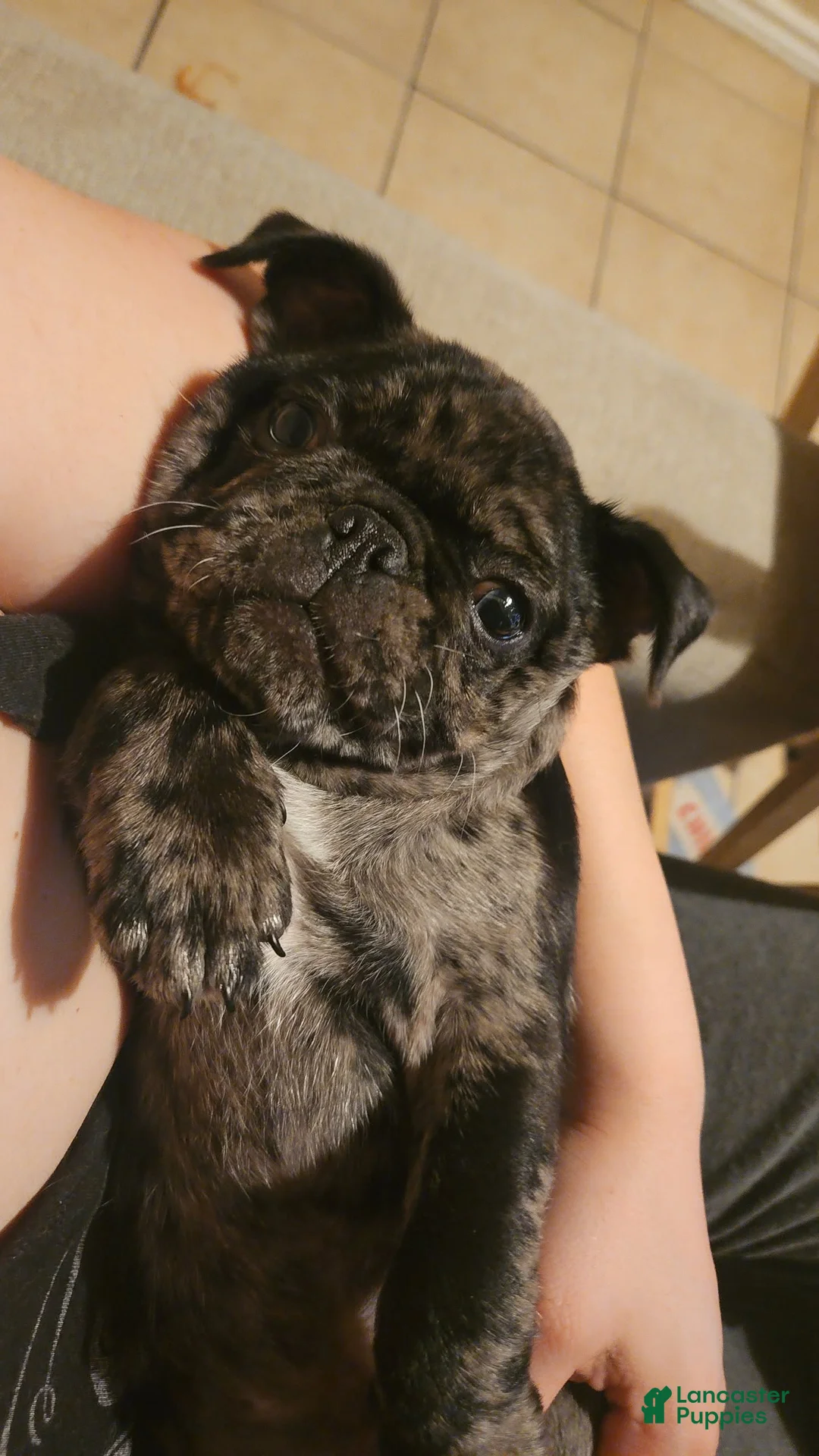 Pug dogs for sale: Pug Puppy 4 - Ad 1