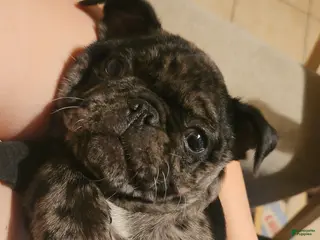 Pug dogs Pug Puppy 4 - Ad 9