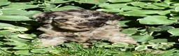 Standard Poodle dogs for sale: Standard Poodle 5 Chocolate Merle - Ad 4