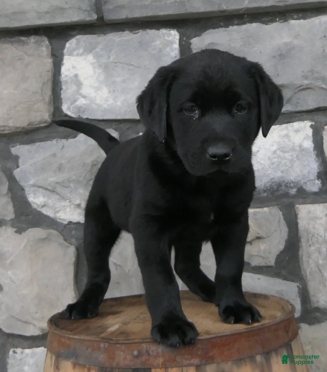 Labrador Retriever dogs for sale: Polly Labrador Retriever Puppy  - Ad 2