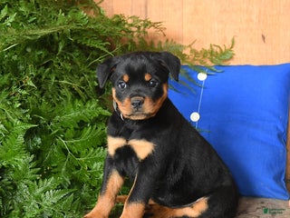 Rottweiler dogs - Ad 16