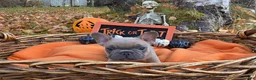 French Bulldog dogs for sale: Walter  - Ad 4