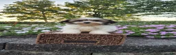 Mixed Breed dogs for sale: Ember - Ad 8