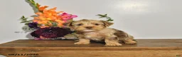 Yorkshire Terrier dogs for sale: Tilly - Ad 4
