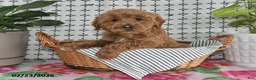 Goldendoodle dogs for sale: Ronella - Ad 2