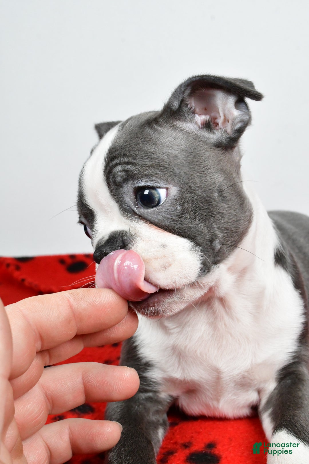 Boston Terrier dogs for sale: Tessa - Ad 5