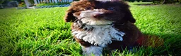 Havapoo dogs for sale: Dexter - Ad 9