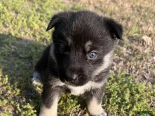 Gerberian Shepsky dogs Gerberian Shepsky Puppy 4 - Ad 30