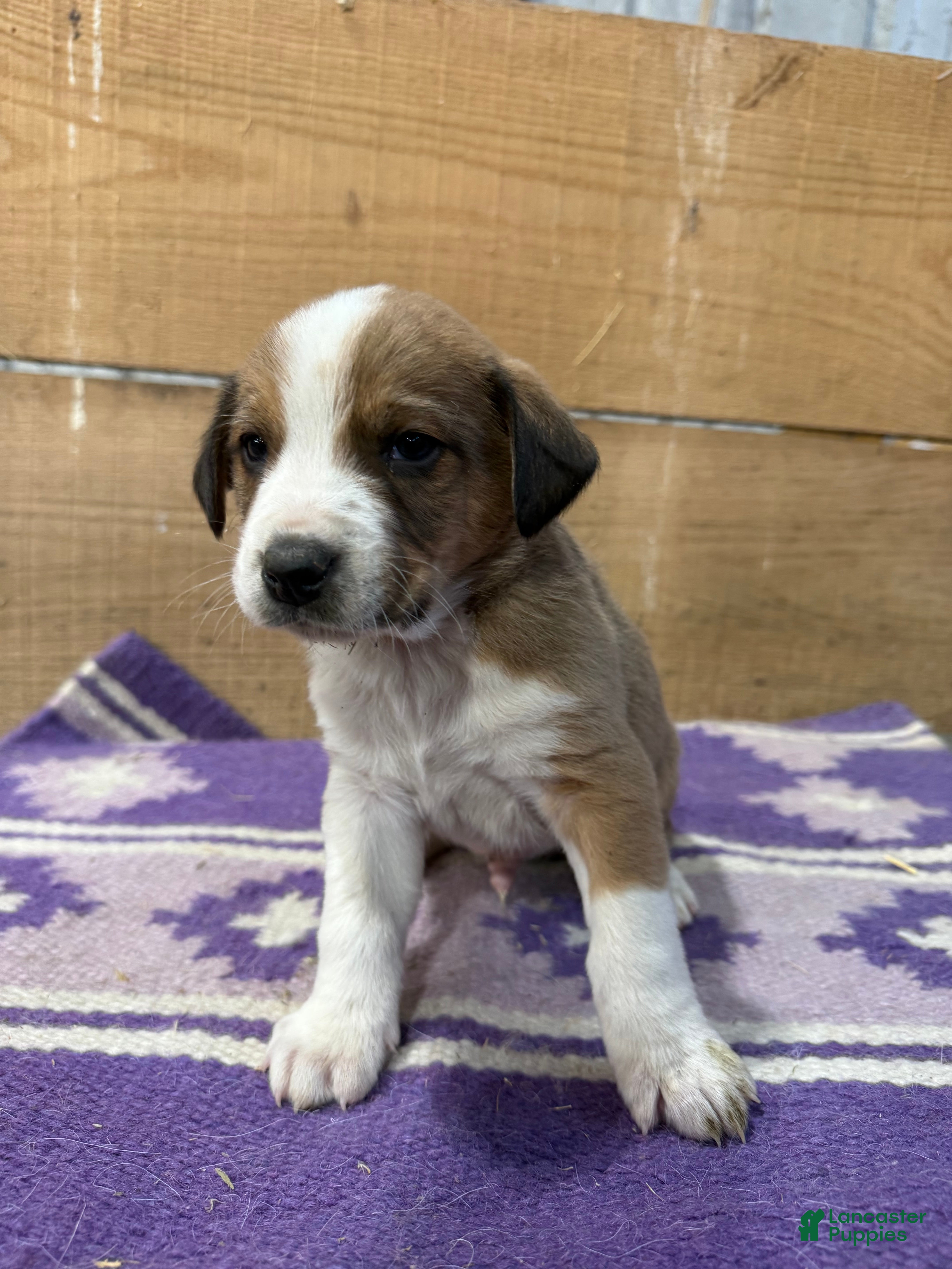 Mixed Breed dogs Mixed Breed Puppy 2 - Ad 28