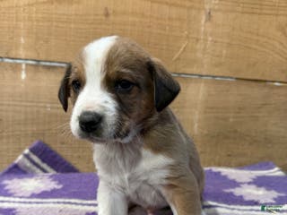Mixed Breed dogs Mixed Breed Puppy 2 - Ad 28