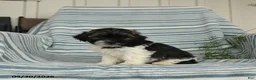 Shihpoo dogs for sale: Sonny - Ad 1