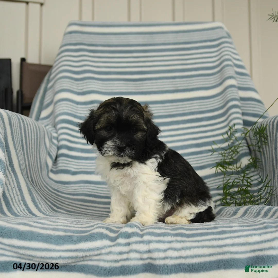 Shihpoo dogs for sale: Sonny - Ad 1